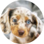 Dachshund Puppy For Sale - Pilesgrove Pups Dachshund Puppy For Sale - Pilesgrove Pups