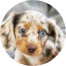 Dachshund Puppies For Sale - Pilesgrove Pups Dachshund Puppies For Sale - Pilesgrove Pups