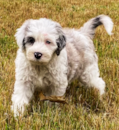 Cute English Sheep Dog Poodle Mix Pup