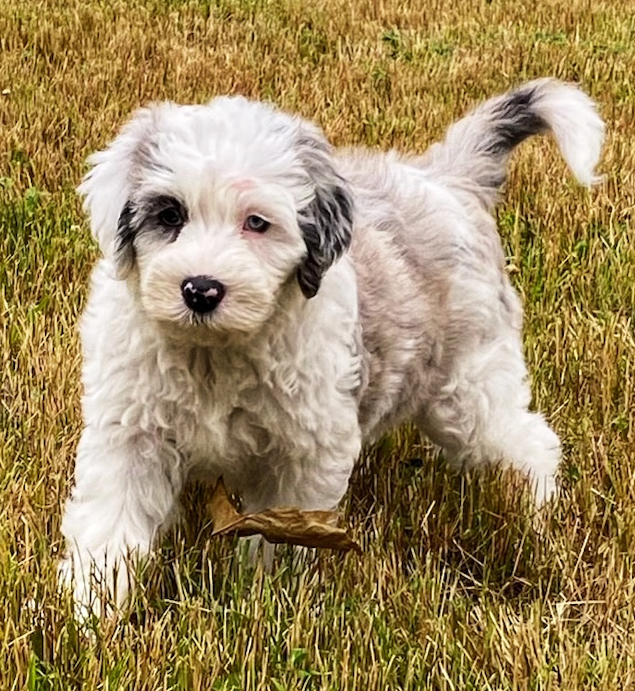 Cute English Sheep Dog Poodle Mix Pup