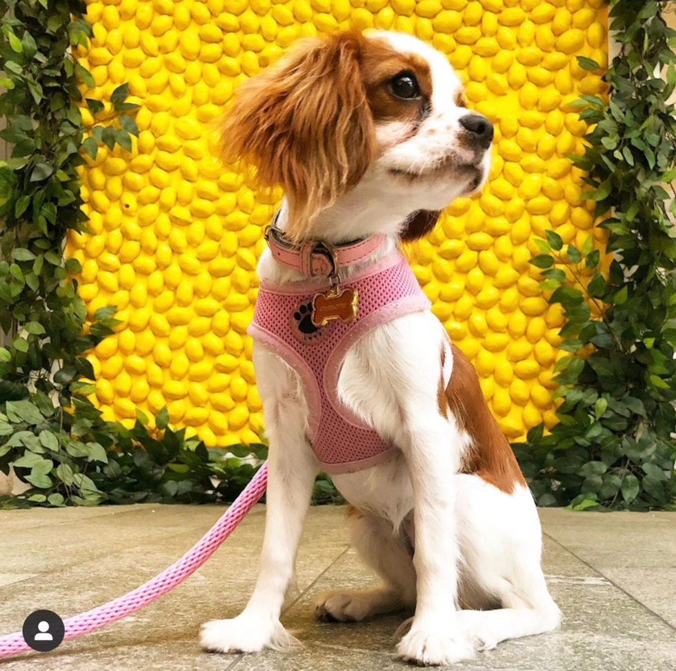 Cute Cavalier King Charles Spaniel Purebred Pup