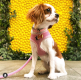 Cute Cavalier King Charles Spaniel Purebred Pup