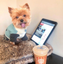Cute Yorkie Purebred Pup Cute Yorkie Purebred Pup