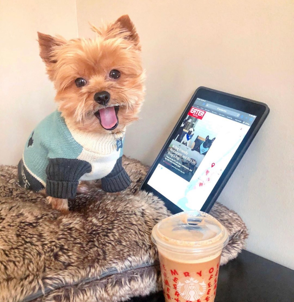 Cute Yorkie Purebred Pup