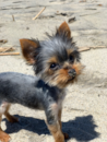 Yorkshire Terrier Being Cute