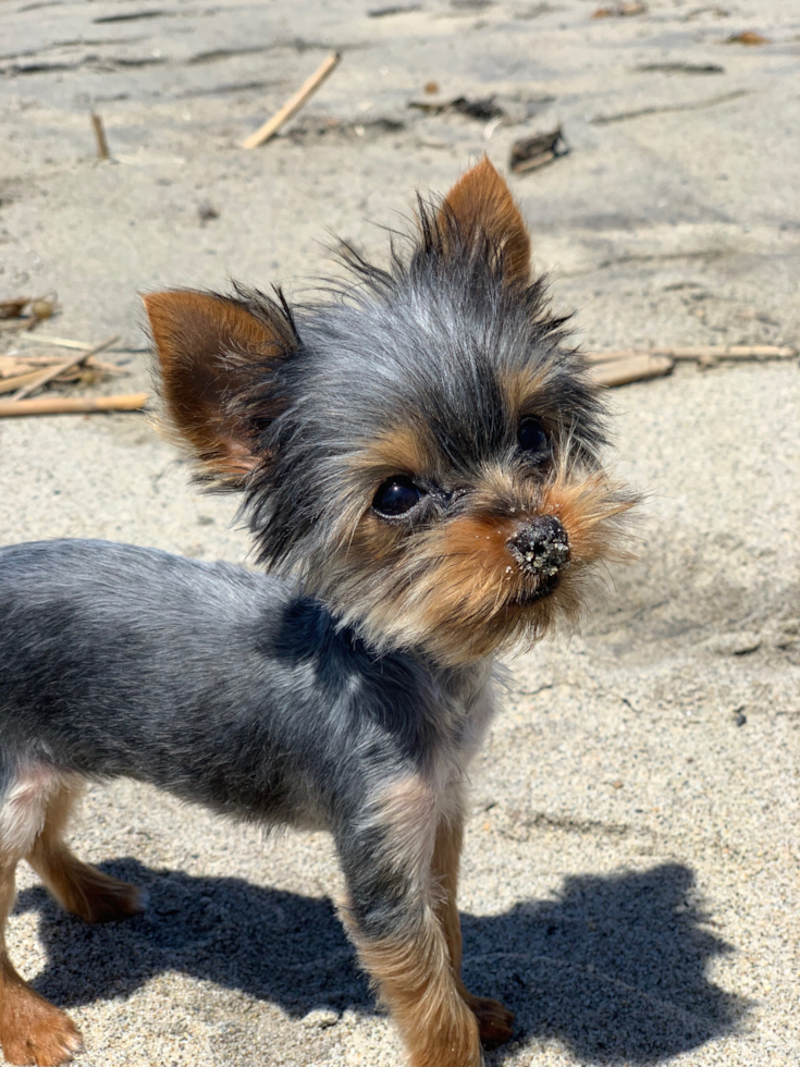 Yorkshire Terrier Being Cute