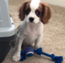 Cute Cavalier King Charles Spaniel Purebred Pup