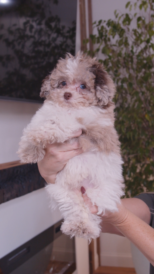Pilesgrove Pups Mini Poodles really don’t get enough credit. Let's learn about the breed. 🐩✨ Trending Video