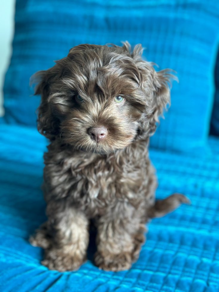 brown cockapoo with blue eyes sitting on a blue blanket 