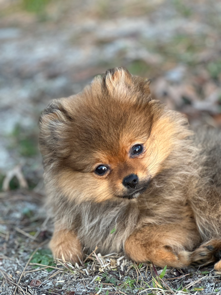 sable pomeranian sitting on the floor in a wooded area 