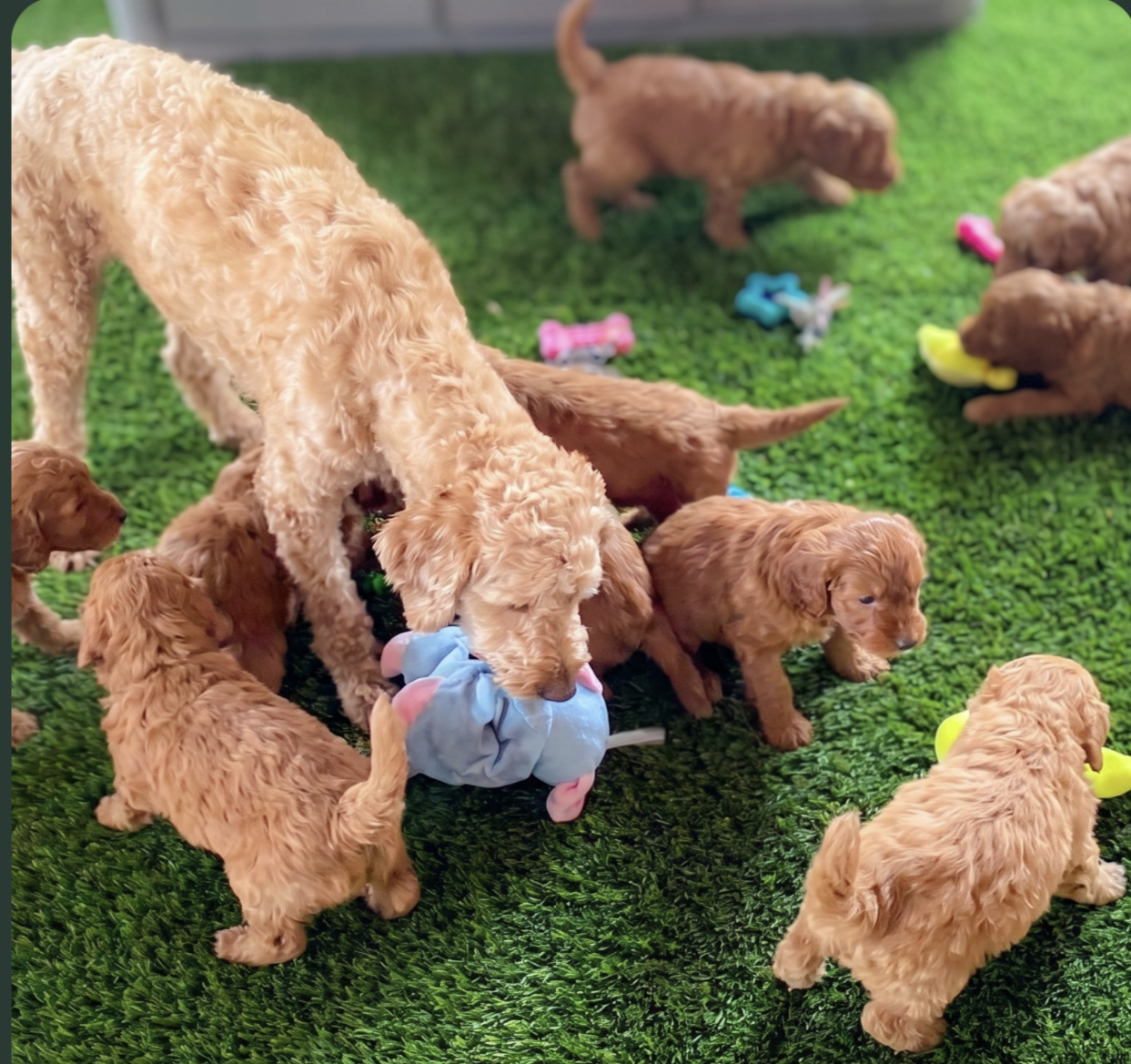 mom dog surrounded by her puppies - pilesgrove pups puppies stay with their mother for at least 8 weeks
