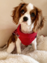 Cavalier King Charles Spaniel Being Cute