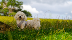 Cute Maltepoo Poodle Mix Pup