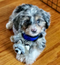 Cute Mini Aussiedoodle Poodle Mix Pup