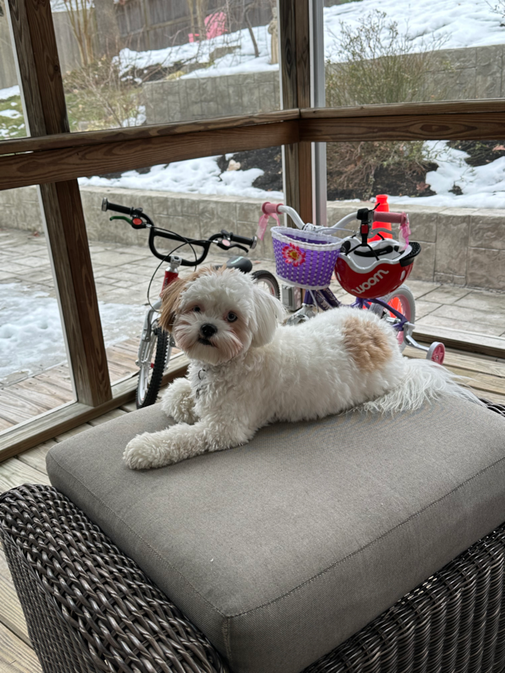 shih poo dog sitting on a couch next to windows 