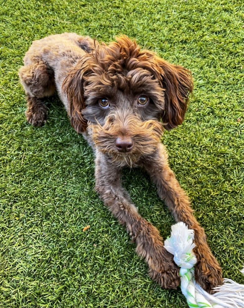 Mini Aussiedoodle Being Cute