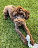 Mini Aussiedoodle Being Cute