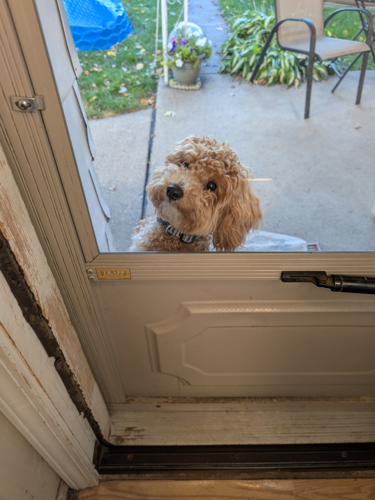 tan poochon dog with wavy hair looking inside a house through a window 