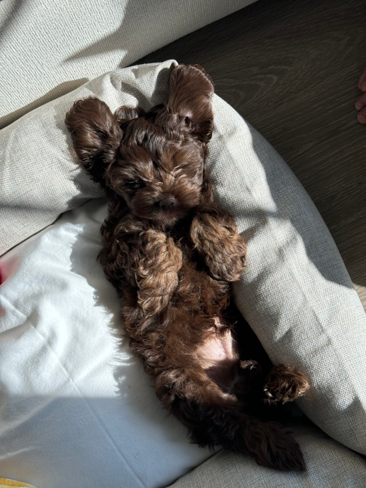 small cockapoo puppy with dark brown hair sleeping on a white pillow 