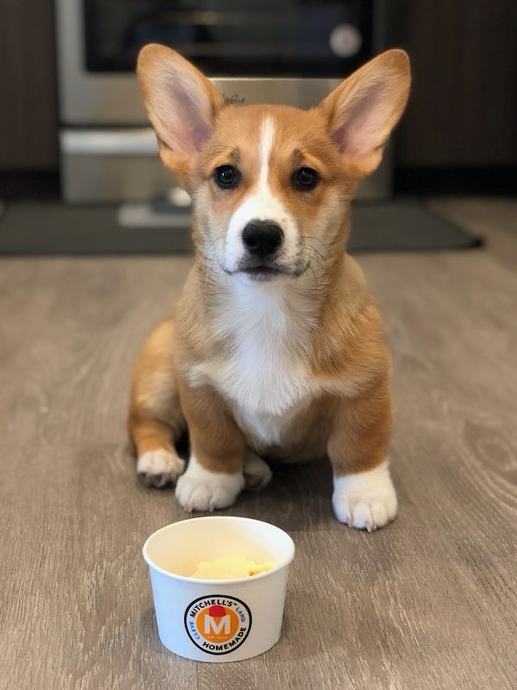 Pembroke Welsh Corgi Being Cute