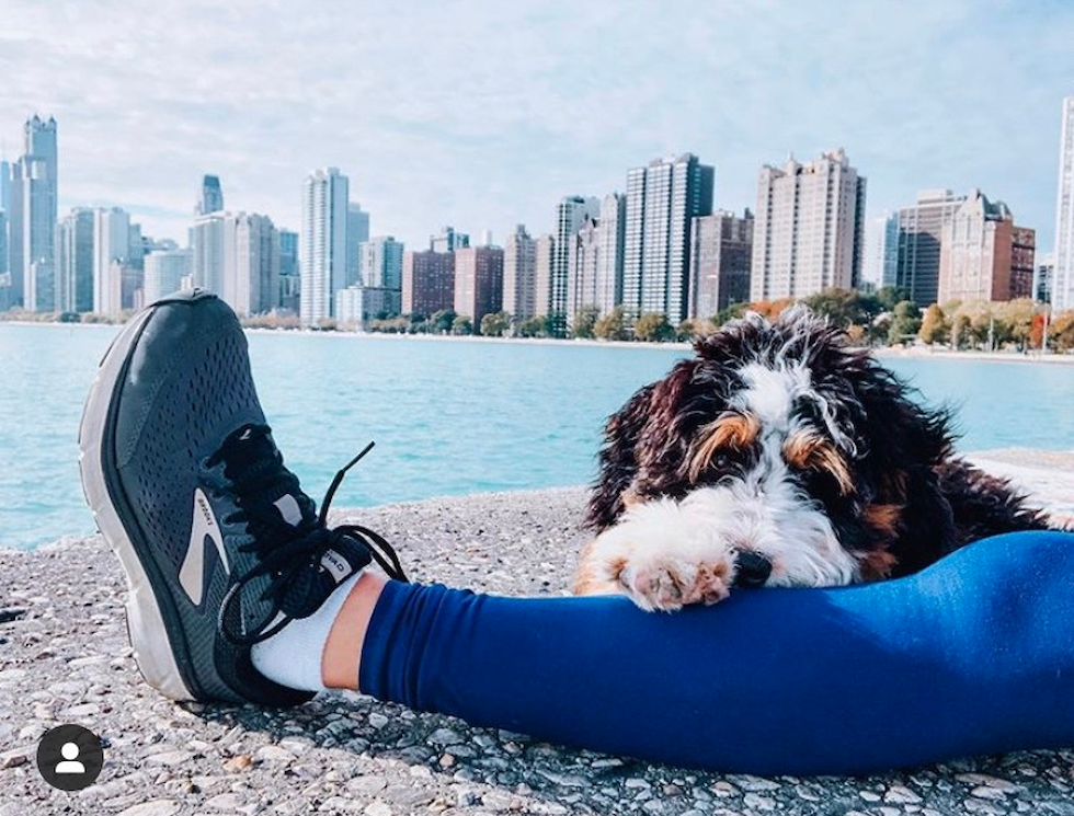 Cute Mini Bernedoodle Pup