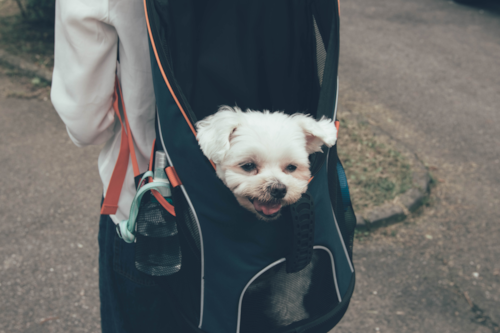 Cute Maltese Purebred Pup