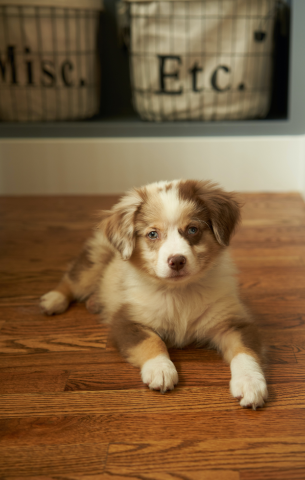 Cute Mini Aussie Pup