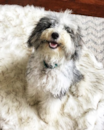 Cute Mini Sheepadoodle Poodle Mix Pup