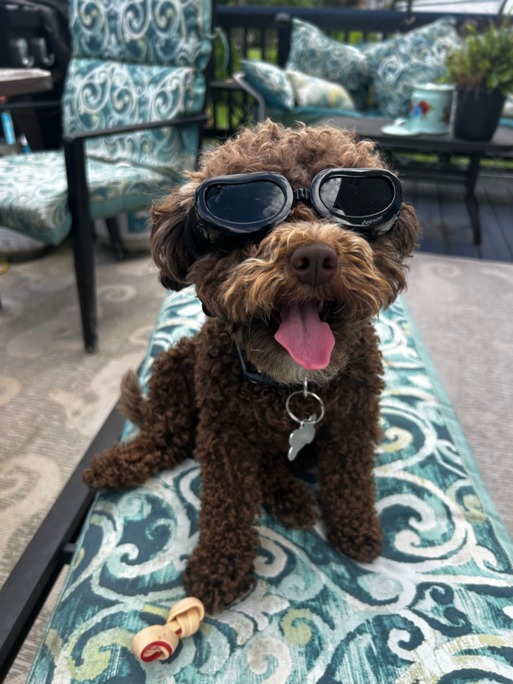 brown mini portidoodle with curly hair wearing black sun glasses