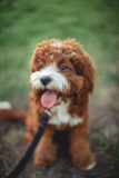 Cute Cavalier Poodle Mix Pup