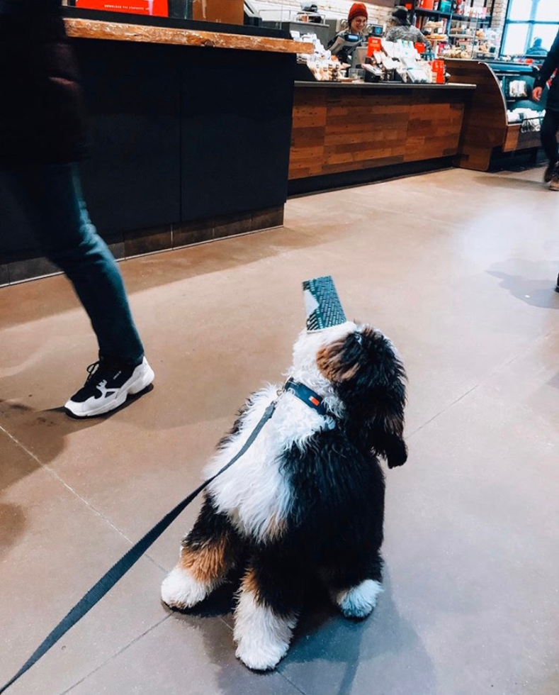 Cute Mini Bernedoodle Pup