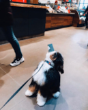 Cute Mini Bernedoodle Pup