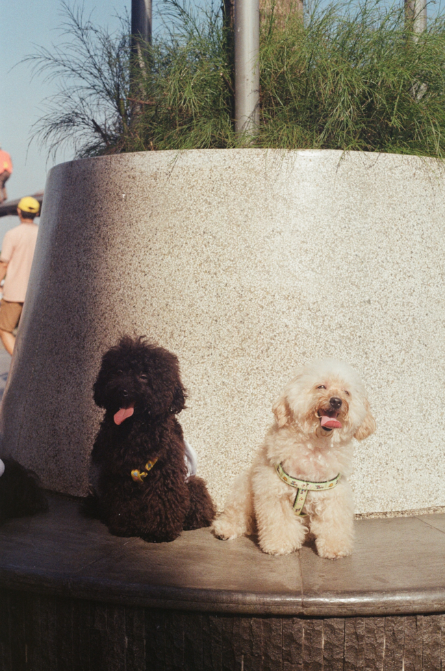 Cute Maltipoo Pup