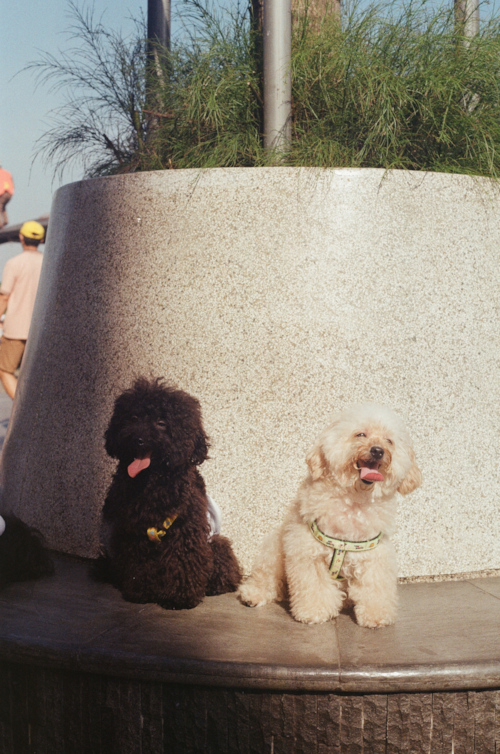 Cute Maltipoo Pup