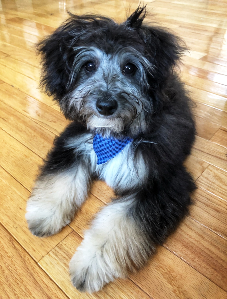 Cute Mini Aussiedoodle Pup