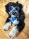 Cute Mini Aussiedoodle Pup