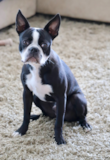 Cute Boston Terrier Purebred Pup