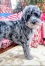 Cute Mini Aussiedoodle Pup