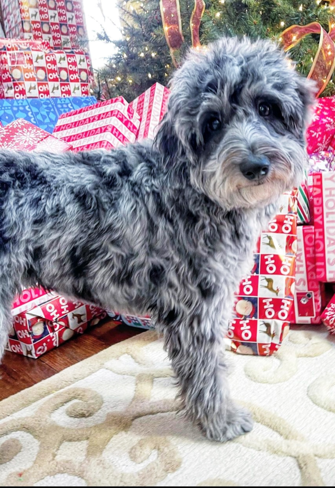 Cute Mini Aussiedoodle Pup