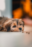 Cute Maltipoo Pup