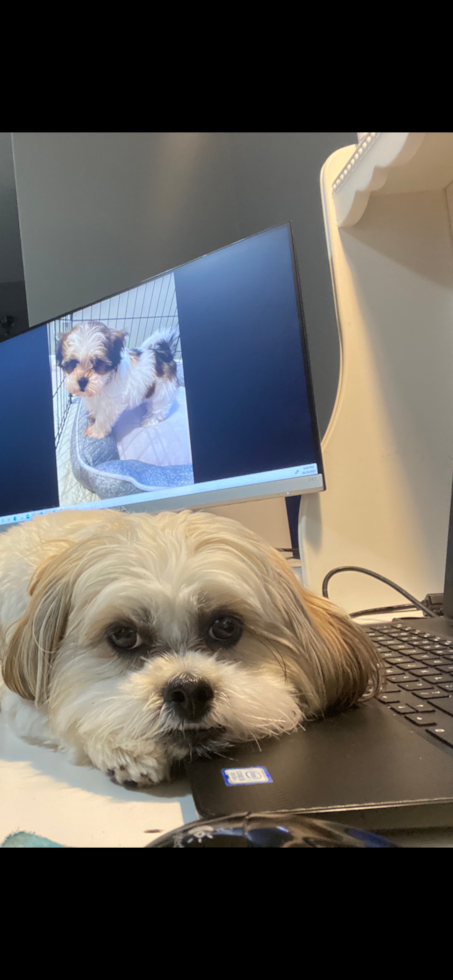 mostly white havashu dog with its head on a laptop looking towards the camera 