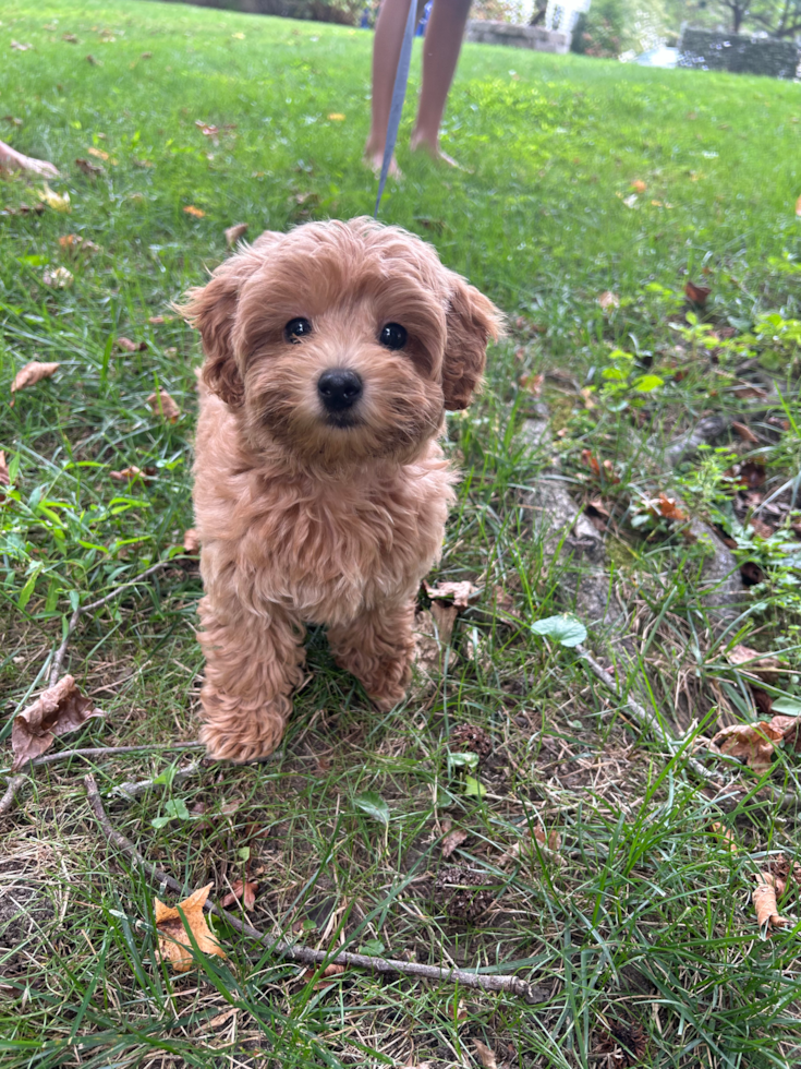 brown maltipoo dog in a park