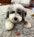 Cute Mini Sheepadoodle Pup