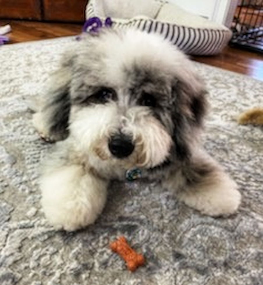 Cute Mini Sheepadoodle Pup