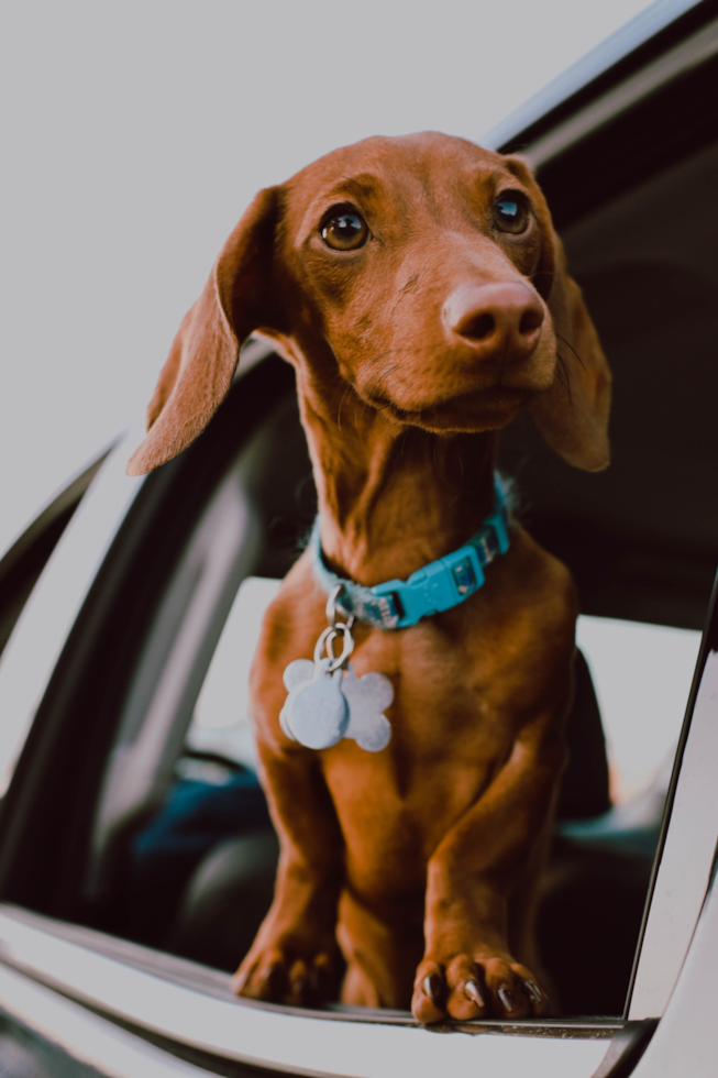 Cute Dachshund Pup