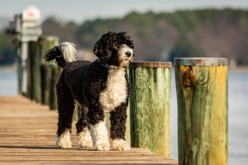 Cute Portuguese Water Dog Pup