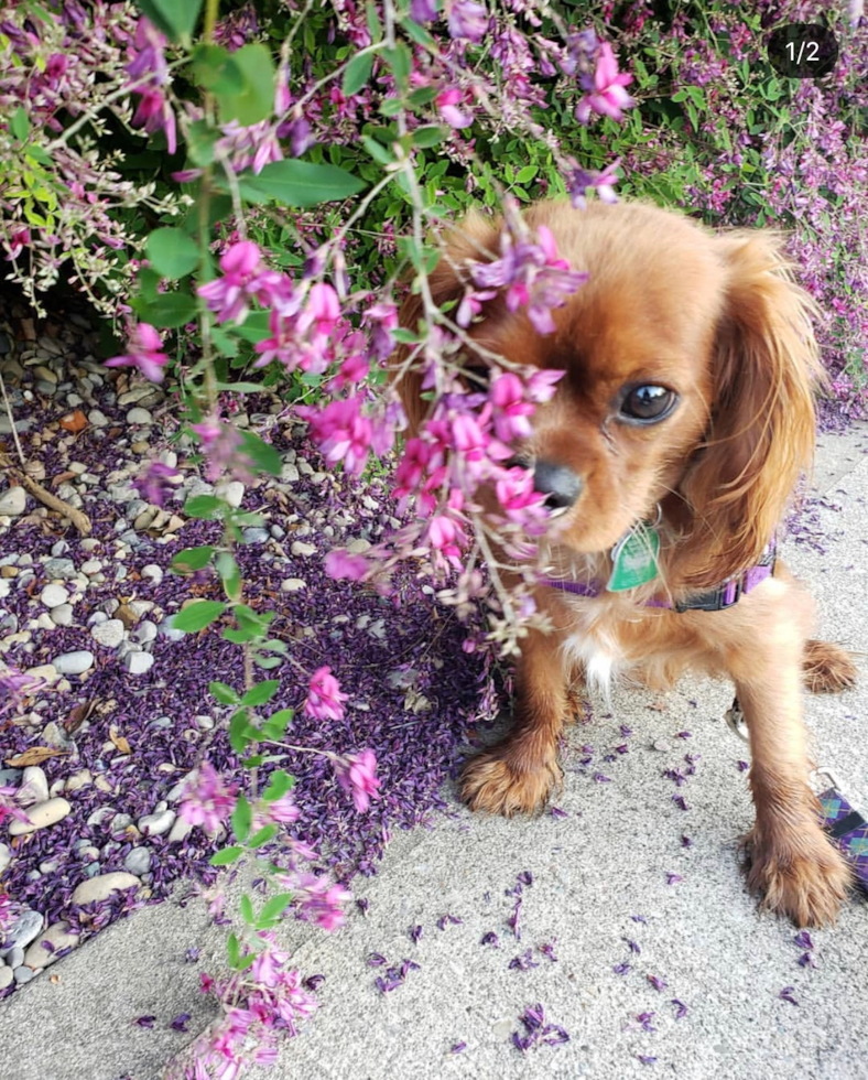 Cute Cavalier King Charles Spaniel Purebred Pup