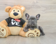 7 week old French Bulldog Puppy For Sale - Pilesgrove Pups