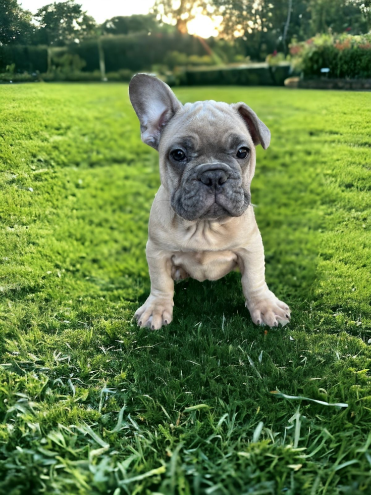 Cute Frenchie Purebred Puppy