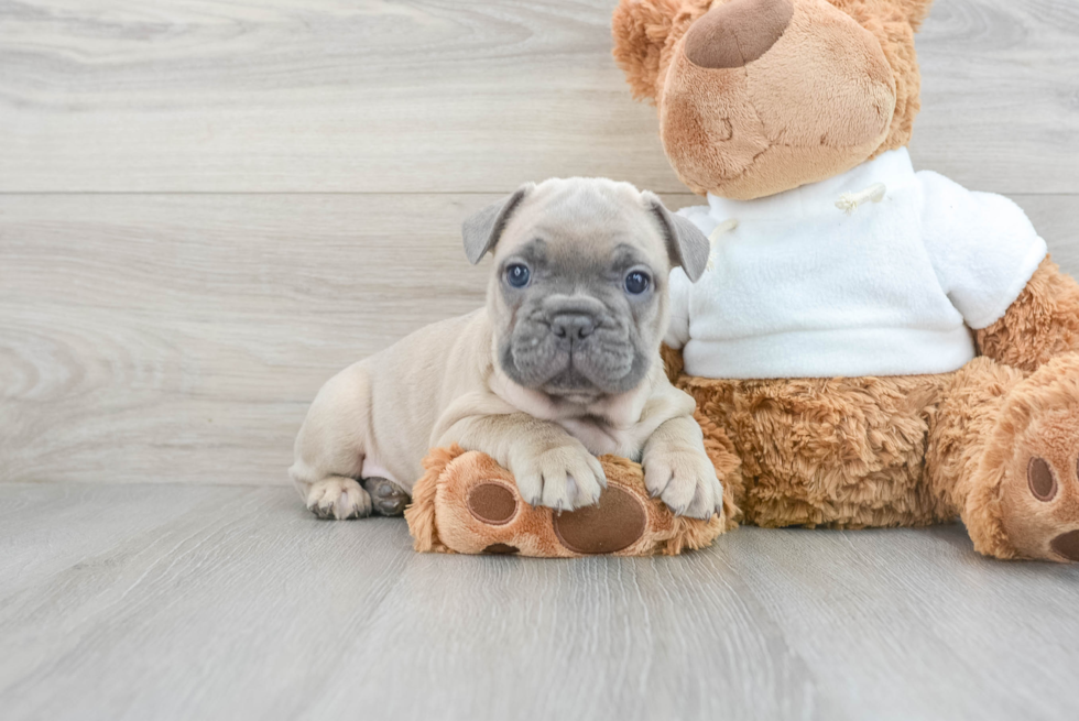 Small French Bulldog Baby